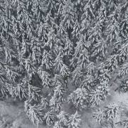 Winterwald