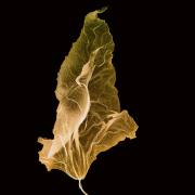 Ulla-blatt