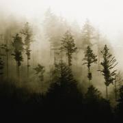 ulla-wald