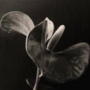 ulla-fleur