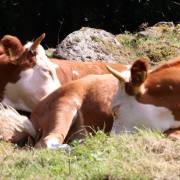 Mittagsruhe