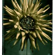 pola-665-057a-web pola-665-057a-web